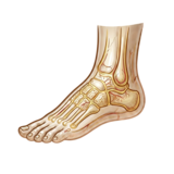 Foot health icon