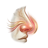 Nose and nasal health icon